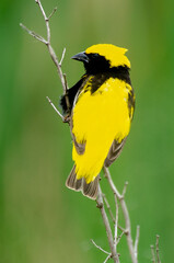 Euplecte vorabé,.Euplectes afer, Yellow crowned Bishop