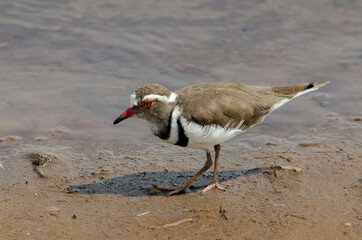 Gravelot à triple collier,.Charadrius tricollaris, Three banded Plover