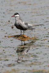 Guifette moustac,.Chlidonias hybrida,  Whiskered Tern