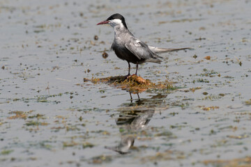 Guifette moustac,.Chlidonias hybrida,  Whiskered Tern