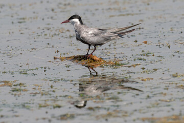 Guifette moustac,.Chlidonias hybrida,  Whiskered Tern
