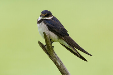 Hirondelle à gorge blanche,.Hirundo albigularis, White throated Swallow © JAG IMAGES