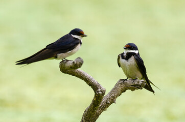 Hirondelle à gorge blanche,.Hirundo albigularis, White throated Swallow