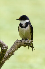 Hirondelle à gorge blanche,.Hirundo albigularis, White throated Swallow © JAG IMAGES