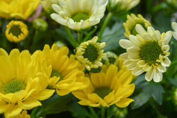 A bouquet of beautiful chrysanthemum flowers