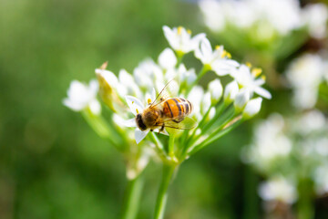 Honey bee apis mellifera on white flower while collecting pollen