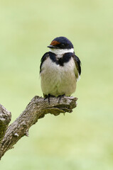 Hirondelle à gorge blanche,.Hirundo albigularis, White throated Swallow © JAG IMAGES