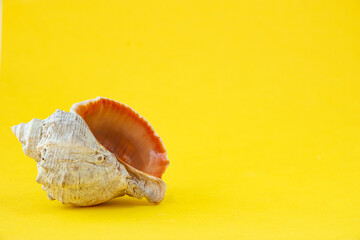 Seashell on a yellow background. Copy space for your text.