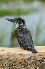 Martin pêcheur géant,.Megaceryle maxima, Giant Kingfisher