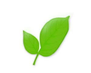 Obraz premium green leaf isolated on white background