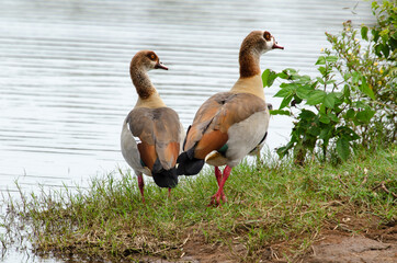 Ouette d'Égypte,.Alopochen aegyptiaca, Egyptian Goose, Parc national Kruger, Afrique du Sud