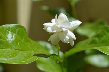 Obraz na płótnie Canvas Beautiful bright Jasmine flower with soft background