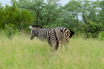 Zèbre de Burchell, Equus quagga, Parc national Kruger, Afrique du Sud