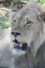 portrait of a lion,lion, africa, safari, wildlife, animals, tanzania, big cat, cat, lions head