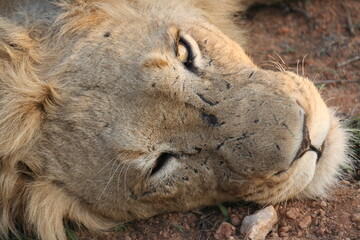 Fototapeta premium Lion lying down,lion, africa, safari, wildlife, animals, tanzania, big cat, cat, lions head