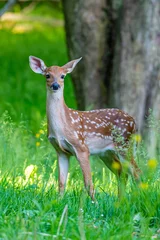 Tuinposter Baby deer with spots in forest in spring © Melissa