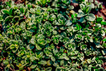 green mint