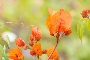 orange bougainvillea flowers in the garden