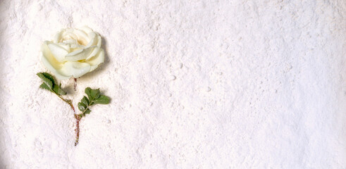 Beautiful white rose lying on a white powder. White on white with copy space.