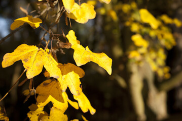 yellow autumn leaves