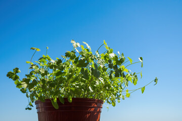 Parsley seedlings in brown pot on blue sky background. Growing micro greens at home, copy space, selective focus.