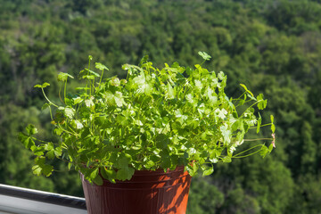Parsley seedlings on windowsill on green forest background. Selective focus.
