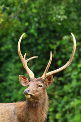 Portrait of adult stag deer with big horns on background of green forest