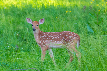 Naklejka na ściany i meble Baby deer with spots in forest in spring