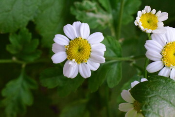a few small chamomile flowers