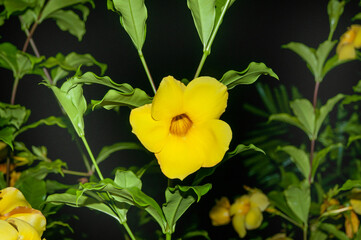 Beautiful single tropical flower Golden Trumpet (Allamanda cathartica)