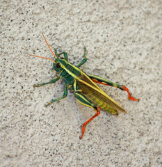 Locust green grasshopper of family 