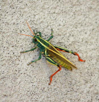 Locust Green Grasshopper Of Family 