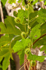Green bud of the tropical flower Fringed Passionflower (Passiflora ciliata). Seychelles