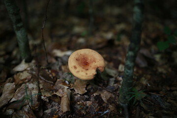 mushroom in the forest