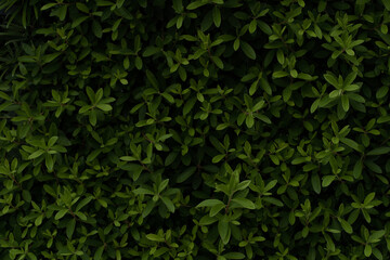 緑の壁