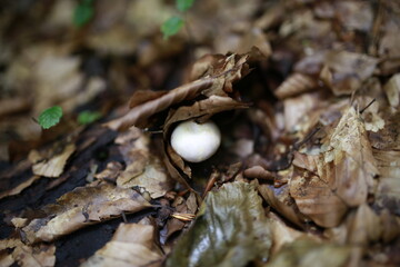 a small mushroom