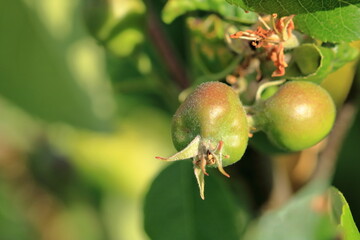 Young born green fruit apples on a tree branch
