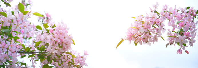 Obraz na płótnie Canvas Spring Pink cherry flowers on white background. gentle blossom nature background. banner. copy space.