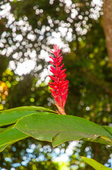 Beautiful red wild flower of Red Ginger (Alpinia purpurata) in Seychelles
