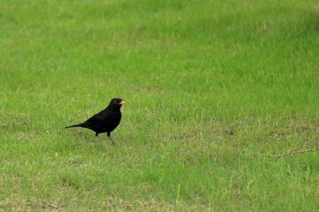 male blackbird in the garden