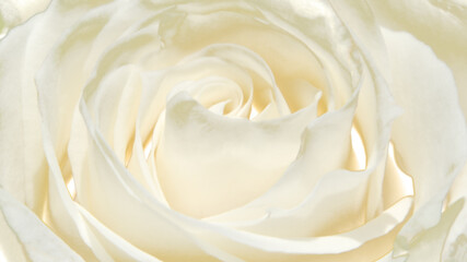 creamy white rose with altered lighting effect, a slight solarization