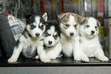 siberian husky puppies © Олег Ткачук