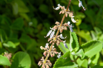 A beautiful purple tropical flower, Cuban Oregano (Plectranthus amboinicus). Seychelles.