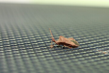 Dock bug (Coreus marginatus) on a gray metal backround