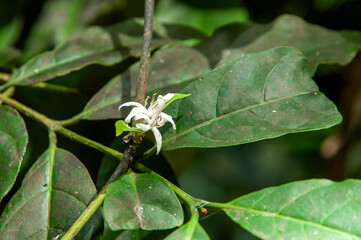 White wild flower of the Coffee tree (Coffea arabica)