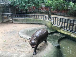 Funny hippopotamus in zoo of thailand. Amazing animals. Traveling around the world.