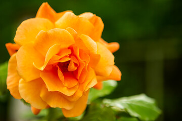 Closeup of an orange color rose