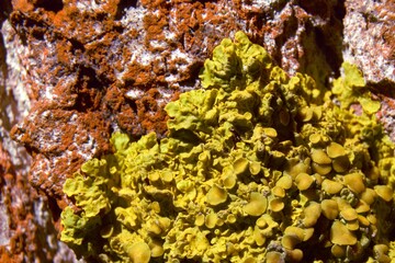 Xanthoria parietina + Populus nigra - Lichen on poplar bark - Trójmiejski Park Krajobrazowy – Obrzeże – Chwarzno-Wiczlino © Chalkon