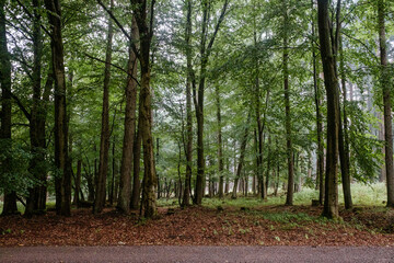 Rainy green forest in the fog