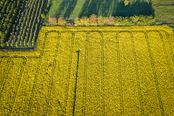 Drone photo of yellow blooming rapeseed field in Rogow village in Lodz Province of Poland